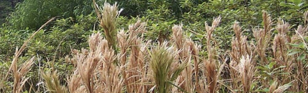 beard grass